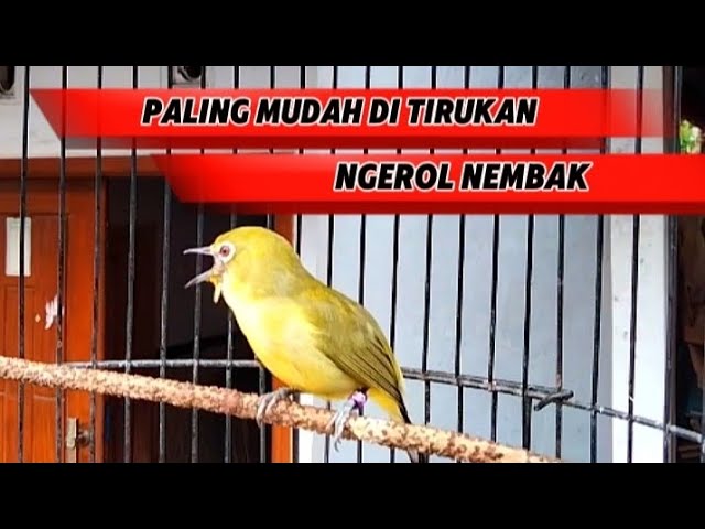 Masteran Pleci Ngeroll nembak Pleci Dakun jatim ngeroll nembak buat pancingan pleci cepat nembak class=