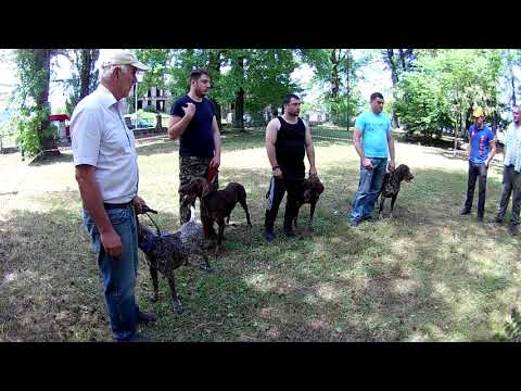 მონადირე ძაღლების გამოფენა ოზურგეთში