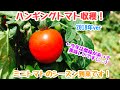 動画で家庭菜園『ハンキングトマト収穫！ミニトマトのシーズン到来です！』Ｈ30.6.12
