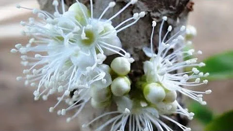 O que é uma muda de jabuticaba híbrida?