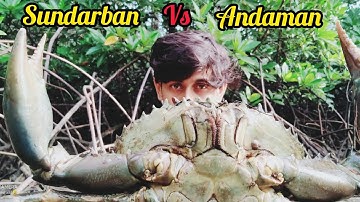 Sundarban vs Andaman, (बड़ा केकड़ा पकड़ने वाला वीडियो) Amazing Catch Giant Mud Crab at Mud Sea Side