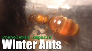 Winter Ants (Prenolepis imparis) False Honeypot Ants
