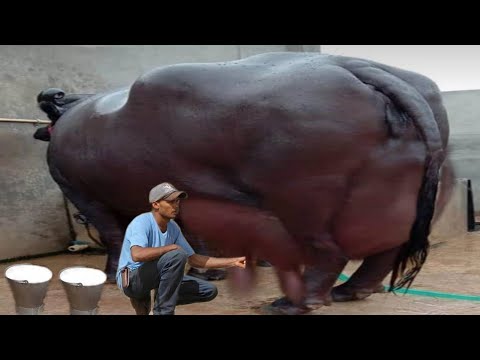 दुनिया की सबसे ज्यादा दूध देने वाली भैंस | World Biggest Udder Buffalo