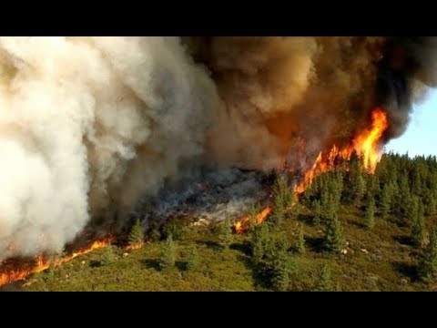 Video: Ինչպես կրակ վառել անտառում. Գոյատևման դասեր