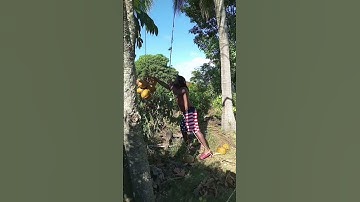 how to climb #coconut tree Jamaican way #jamaican  #fyp #palm