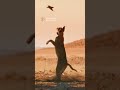 Caracal Snatches A Bird Midair With An Incredible Jump Animals Caracal Wildlife mp3