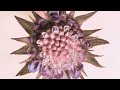 Klad Honey Bee Visualiser Klad Honey Bee Visualiser