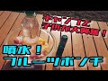 【キャンプ料理】子供が大興奮「噴水！フルーツポンチ」　アウトドアやキャンプのおすすめ！