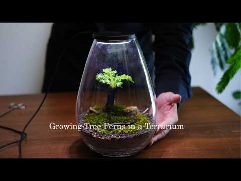Terrarium for Growing a Tree Fern