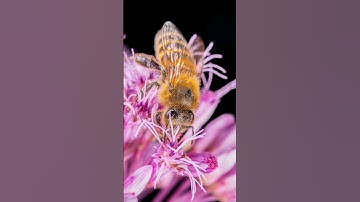 Honey Bee Macro Photos! #macrophotography