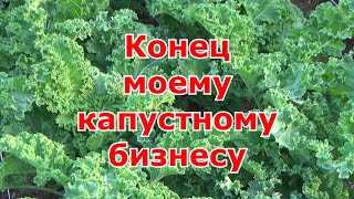 Результат моего маленького бизнеса по листовой капусте кале. Можно ли заработать на ЭКО-капусте.