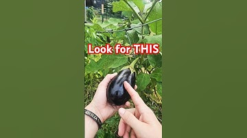 Exactly when to pick Eggplant 🍆