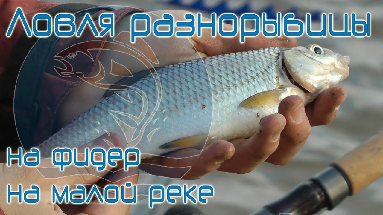 Ловля густеры и ельца весной на фидер видео : Рыболовный дневник
