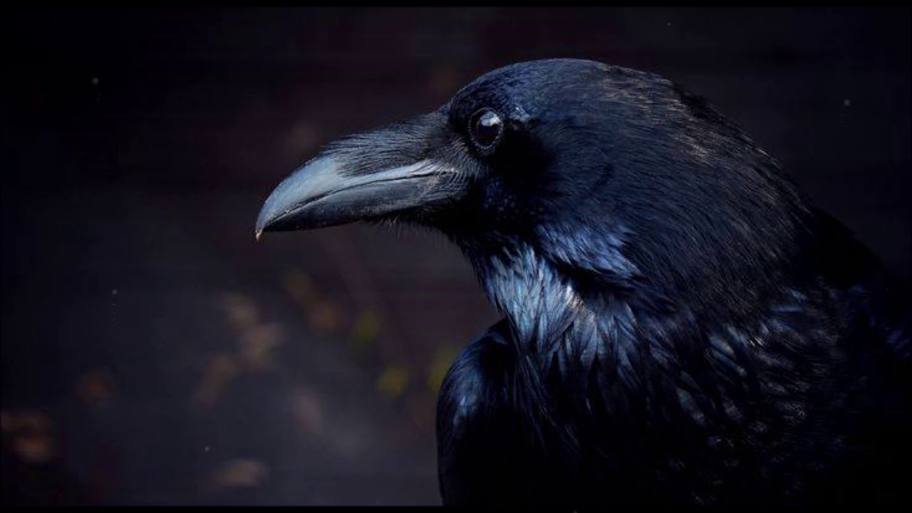 Six ravens. Лицо ворона. Ворон фото. Черный ворон. Ворон на темном фоне.