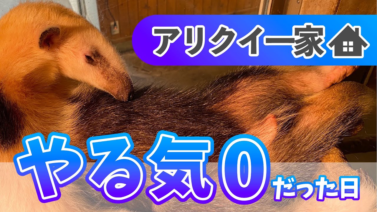 緩すぎな日常】ミナミコアリクイが一切のやる気を見せなかった日 