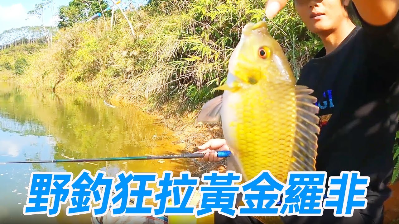 野外探釣水庫，人工給車開路，狂拉黃金羅非爆護！【游钓黑坑—疯子】