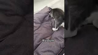 Koltuktan İnemedi̇ği̇ İçi̇n Küsen Yavru Köpek Pinarfiloglu