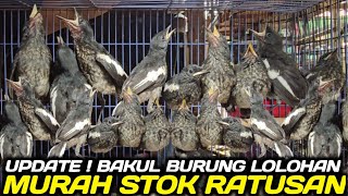 Download Lagu HARGA 70 RIBUAN ! RATUSAN EKOR BURUNG LOLOHAN TURUN GUNUNG HARI INI DIKIOS PASAR BURUNG PRAMUKA MP3