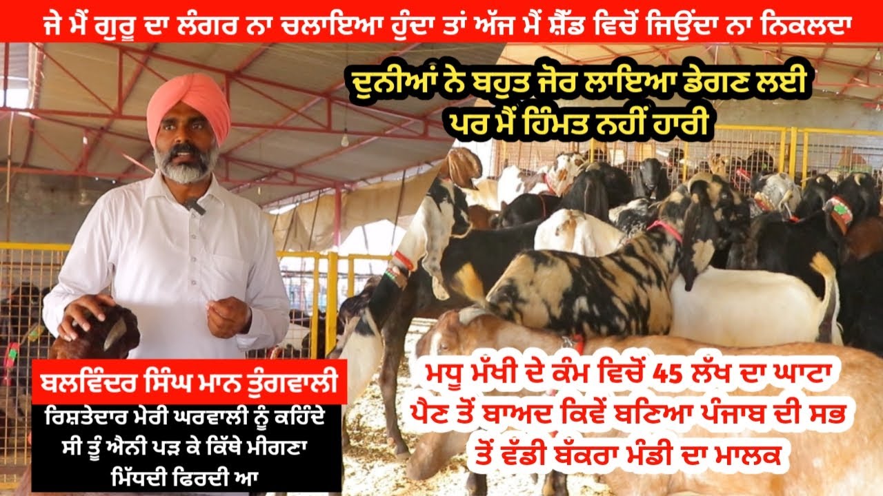 ਵੇਖੋ ਇੱਕ ਸਫਲ ਬੱਕਰੀ ਪਾਲਕ - goat farming- tungwali Bakra Mandi Punjab @ILTILANATV