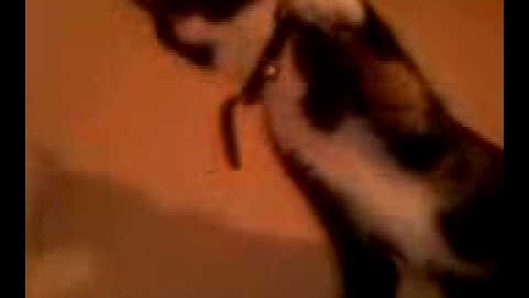 Rustypaw