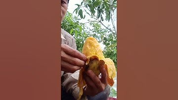 ăn xoài cát Hòa Lộc chín cây