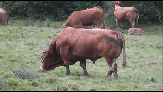 Taureau du Limousin