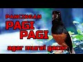 Pancingan PAGI-PAGI AGAR MURAI GACOR❗sekali coba murai DIAM langsung bunyi