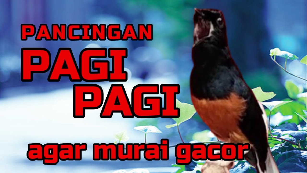 Pancingan PAGI-PAGI AGAR MURAI GACOR❗sekali coba murai DIAM langsung bunyi