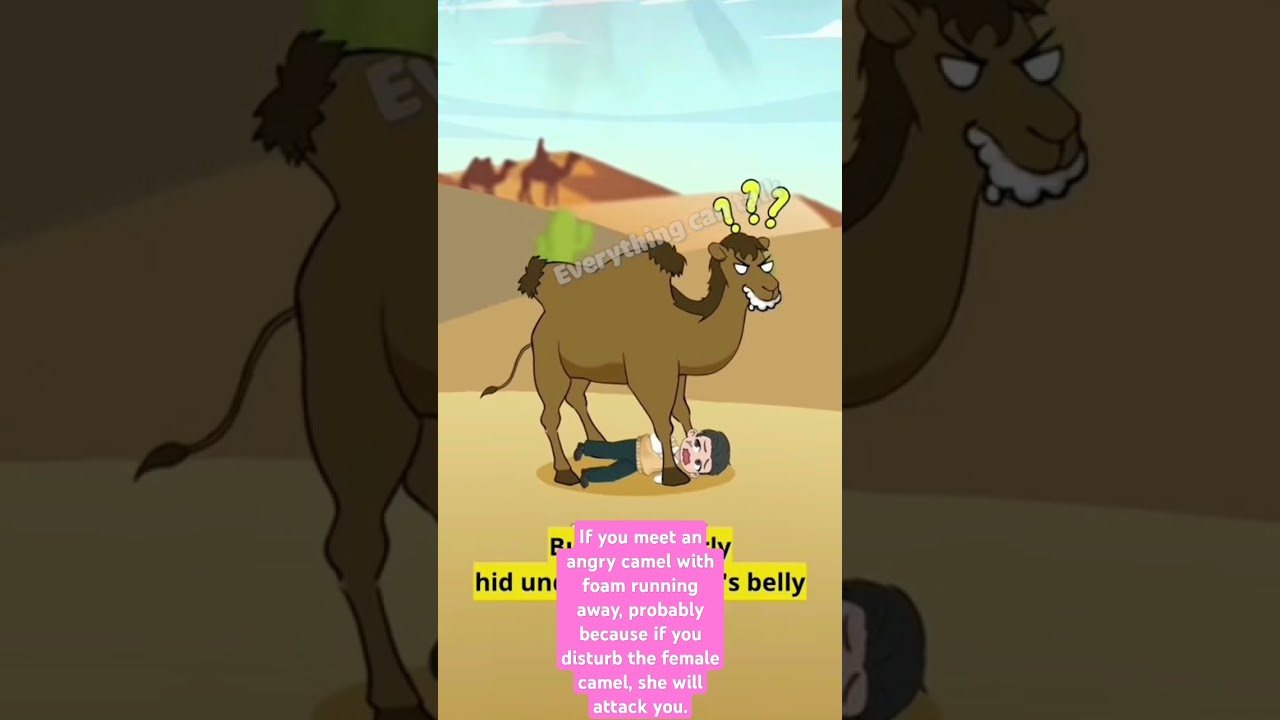 What is the behavior of the camel?