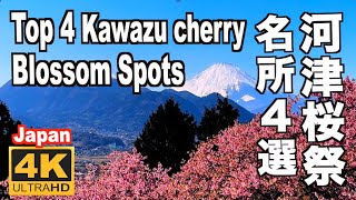河津桜まつり名所４選 Top 4 Kawazu Cherry Blossom Festival みなみの桜まつり まつだ桜まつり 三浦海岸桜まつり 伊豆観光  河津町 南伊豆町 松田町 三浦海岸