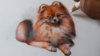 How to Draw a Pomeranian Dog NARRATED screenshot 1