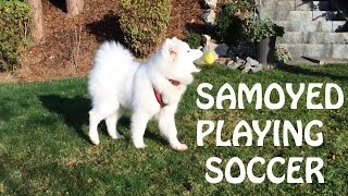 Samoyed Playing Soccer by Kiro 900 views 8 years ago 3 minutes, 29 seconds