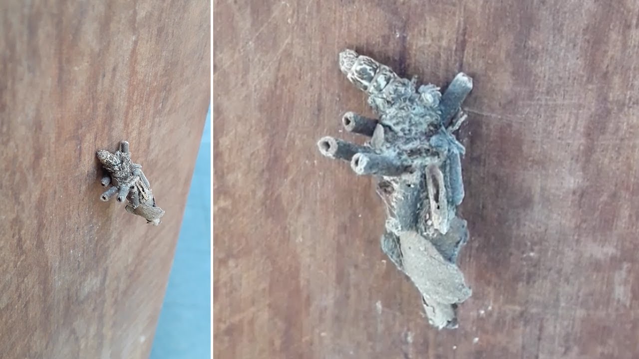 Bug Camoflages Itself With Garden Debris