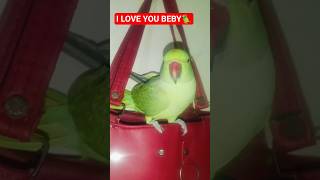 I love you Beby |🦜 talking Bird |🐦