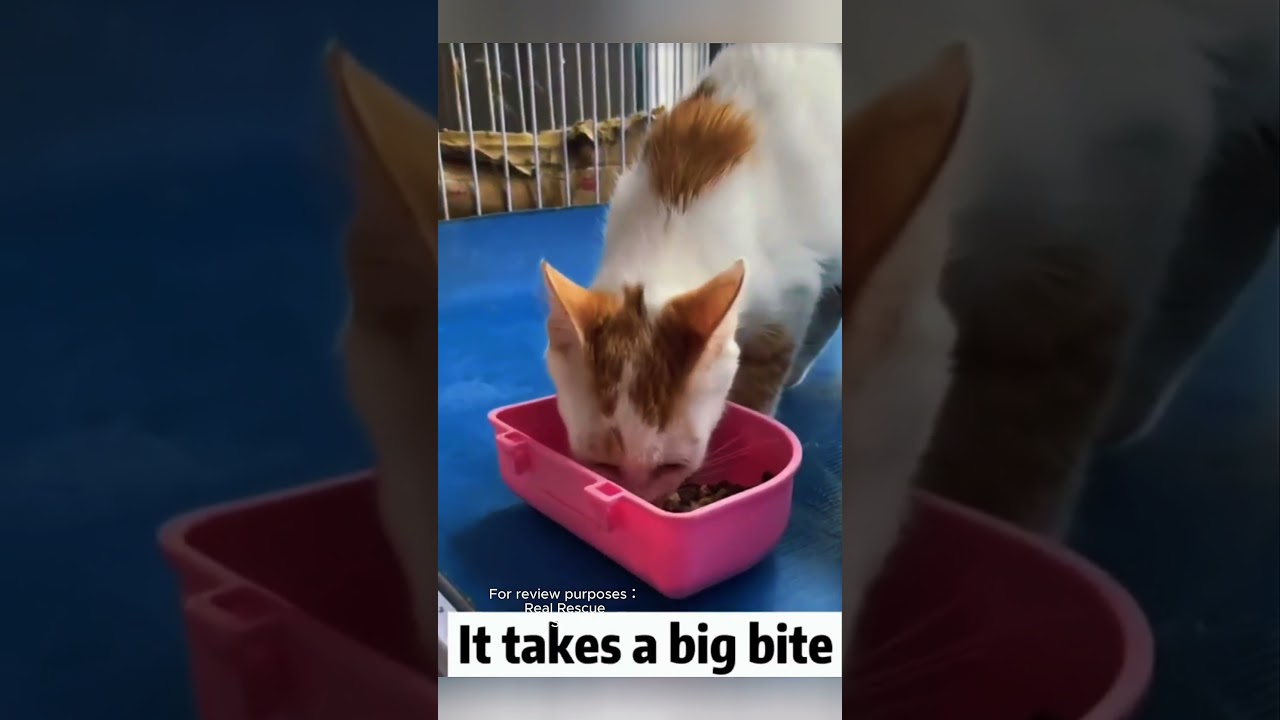 Rescuing a poor little cat and then... #coloringapp #animals #coloring #cute #arttherapy #fox