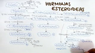 Síntesis de hormonas esteroideas: aldosterona cortisol DHEA androstenediona testosterona estrogenos