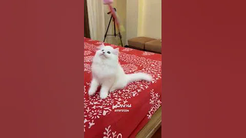 Watch the video about Persian Kitten 😺😍High Quality by INDIAN PET HUB #shorts #persiancat