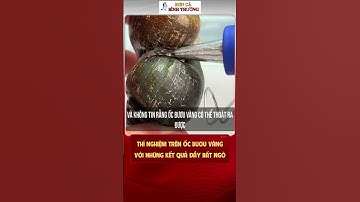 Thí Nghiệm Trên Ốc Bươu Vàng - Với Những Kết Quả Đầy Bất Ngờ #reviewphim #shorts #tintuc #khampha