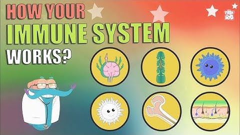 How does the immune system work