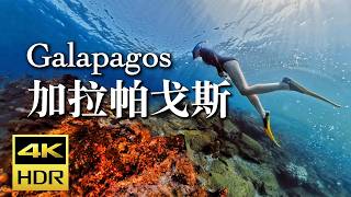 动物完全不怕人？｜加拉帕戈斯 群岛 摄影旅行全攻略｜4K HDR