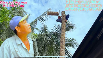 A e đồng nghiệp vua Khỉ cùng nhau cưa Cây Dừa nghiêng trên mái nhà trong không gian hạn hẹp