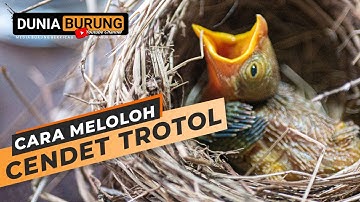 Cara Meloloh Cendet Trotol Usia Masih 5 Hari