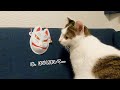 狐に似てる猫を、きつねのお面と対面させてみたら可愛すぎました
