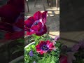 アネモネ ミストラルワイン