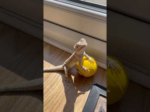 This What Lizard