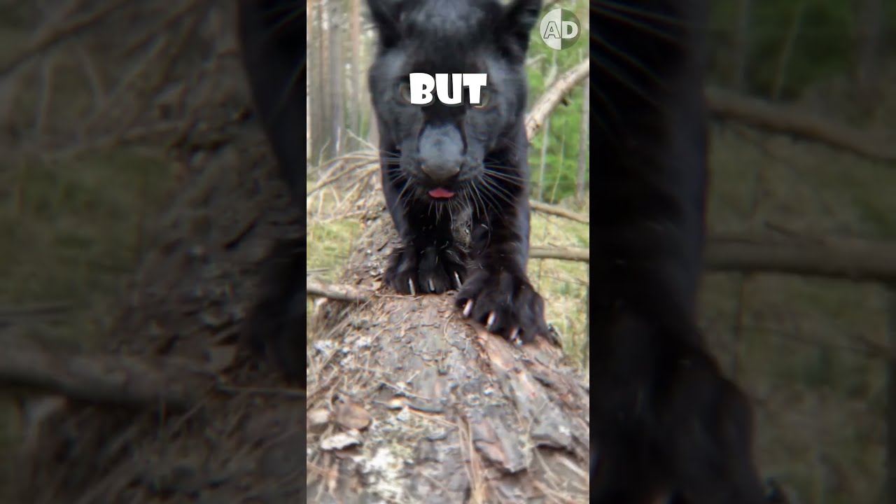 Black Panthers Jaguars Leopards And Melanism Explained 