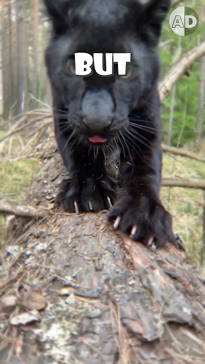 Black Panthers: Jaguars, Leopards, and Melanism Explained 🐾🖤