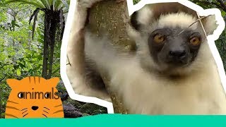 Be The Creature - Expedition Lemurs (Full Episode) screenshot 1