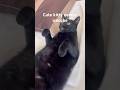 Look at my cute kitty 🥰#kitty #cutecat #cute #fyp #yo #icecube #pets #memes #wow #cat #noway #aww