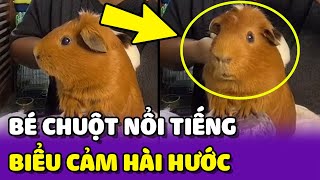 Chú chuột có biểu cảm HÀI HƯỚC và NỔI TIẾNG nhất trên TikTok 😍 | Yêu Lu Official